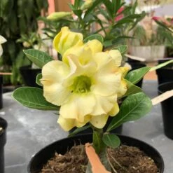 Adenium Obesum, "Desert Rose" -Fresh Plant World IMG 5042