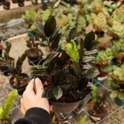 Zamioculcas Zamiifolia,"Raven ZZ" -Fresh Plant World IMG 7732