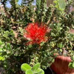 Metrosideros Polymorpha, "Ohia" -Fresh Plant World IMG 8269