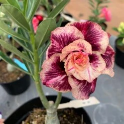 Adenium Obesum, "Desert Rose" -Fresh Plant World IMG 8321