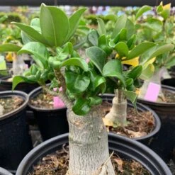 Adenium Obesum, "Desert Rose" -Fresh Plant World IMG 8322
