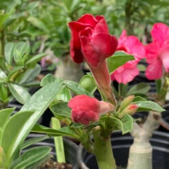 Adenium Obesum, "Desert Rose" -Fresh Plant World IMG 8325