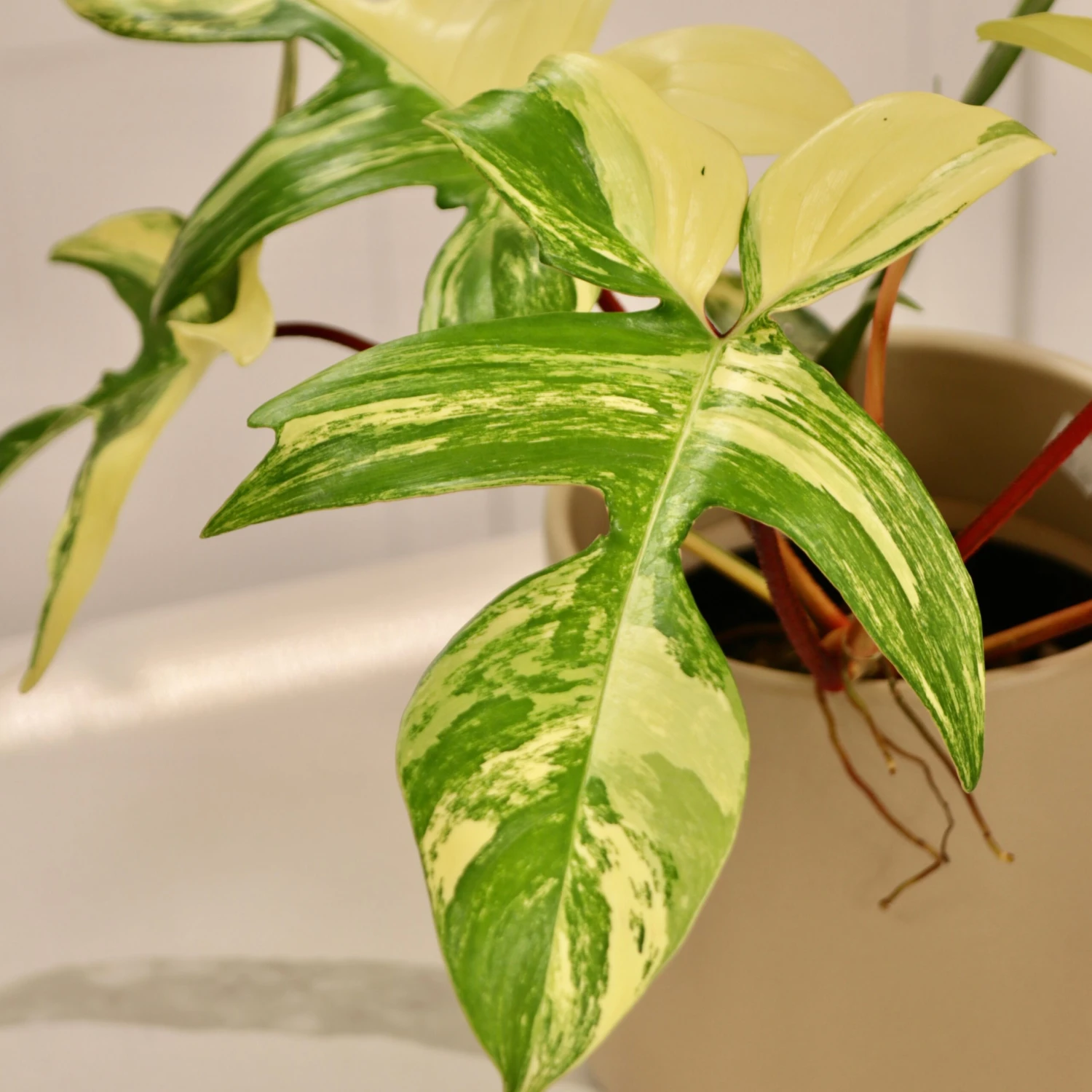 Philodendron Pedatum X Squamiferum 'Florida Beauty' 1 Philodendron Pedatum X Squamiferum 'Florida Beauty'