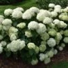 Invincibelle Limetta Hydrangea – Smooth Hydrangea