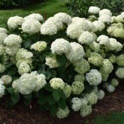 Invincibelle Limetta Hydrangea – Smooth Hydrangea