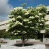 Japanese Ivory Silk Lilac Tree
