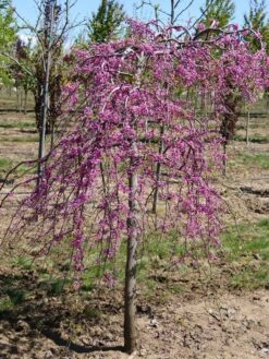 Lavender Twist Redbud