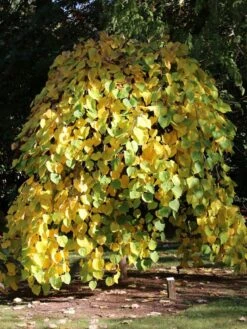 Lavender Twist Redbud -Fresh Plant World Lavender Twist Redbud Fall Color