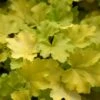 Lemon Love Coral Bells
