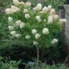 Limelight Hydrangea Tree