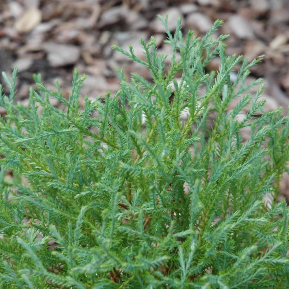 Linesville Arborvitae 2 Linesville Arborvitae - Image 2