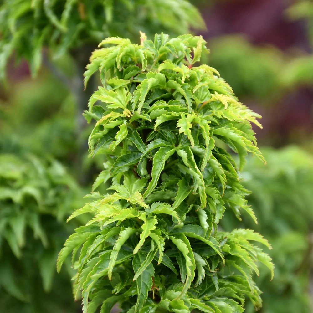 Lions Head Japanese Maple 2 Lions Head Japanese Maple - Image 2