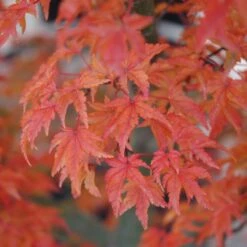 Lions Head Japanese Maple 5 Lions Head Japanese Maple -Fresh Plant World Lions Head Japanese Maple fall color Platt Hill Nursery 1000x1000 2
