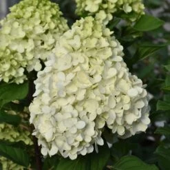 Little Lime Punch Hydrangea – Panicle Hydrangea -Fresh Plant World Little Lime Punch Hydrangea closeup Platt Hill Nursery Chicago 1000x1000.jpg