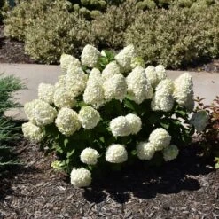 Little Lime Punch Hydrangea – Panicle Hydrangea