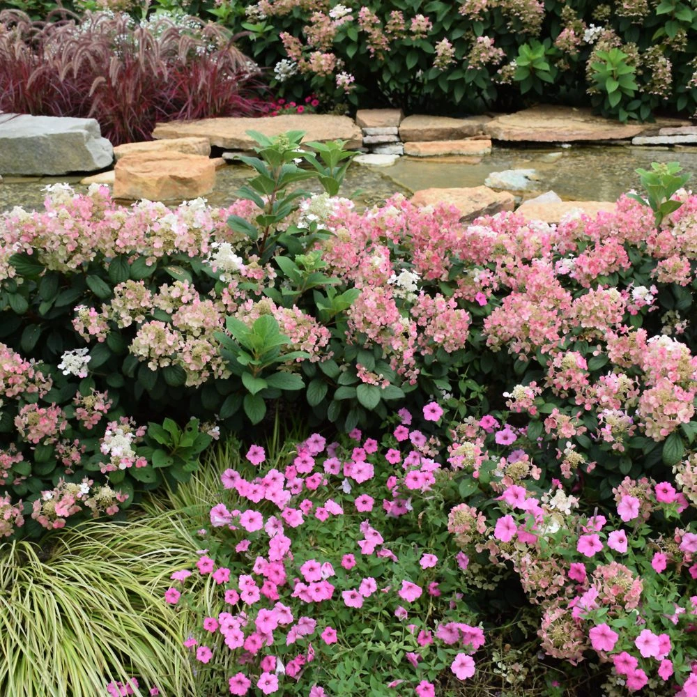 Little Quick Fire Hydrangea – Panicle Hydrangea 1 Little Quick Fire Hydrangea – Panicle Hydrangea