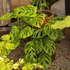 Monstera Epipremnoides 'Esqueleto' -Fresh Plant World MarisGarden 3 18