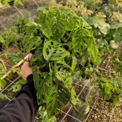 Monstera Epipremnoides 'Esqueleto' -Fresh Plant World MarisGarden 3 25