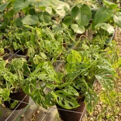 Monstera Epipremnoides 'Esqueleto' -Fresh Plant World MarisGarden 3 26