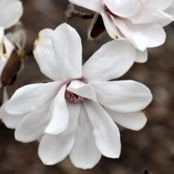 Dr Merrill Magnolia -Fresh Plant World Merrill Magnolia closeup Platt Hill NUrsey Chicago 1000x1000 1