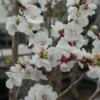 Moongold Apricot Tree