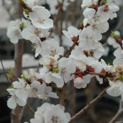 Moongold Apricot Tree