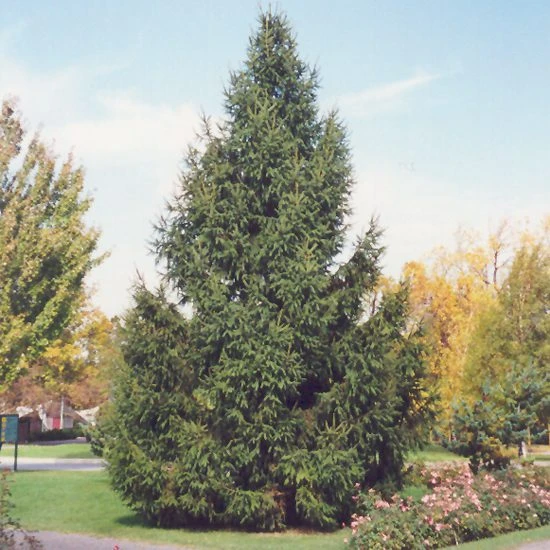 Norway Spruce 1 Norway Spruce