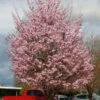 Pink Flair Cherry Tree