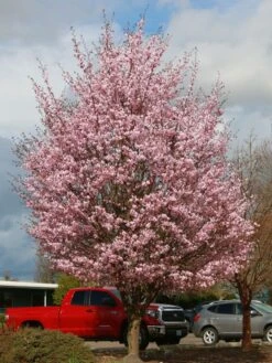 Pink Flair Cherry Tree