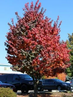 Pink Flair Cherry Tree -Fresh Plant World Pink Flair Cherry Fall Color