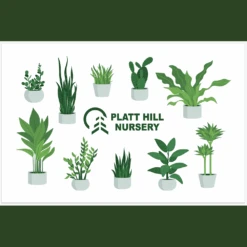 Gift Cards -Fresh Plant World Platt Hill Nursery Houseplant Gift Card 1000x1000 1