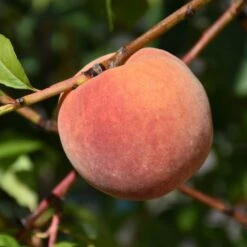 Red Haven Peach