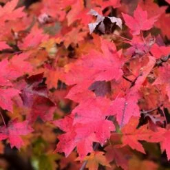 Redpointe Maple 5 Redpointe Maple -Fresh Plant World Redpointe Red Maple fall leaf closeup Platt Hill Nursery Chicago 1000x1000 1