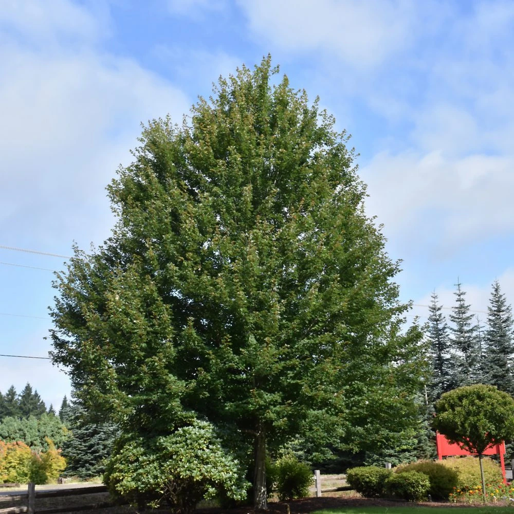 Redpointe Maple 2 Redpointe Maple - Image 2