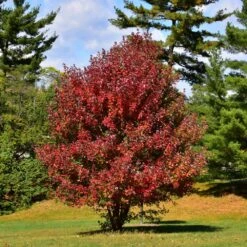 Redpointe Maple
