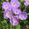 Rozanne Geranium