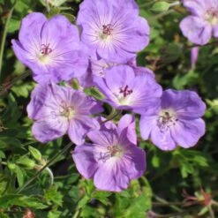 Rozanne Geranium