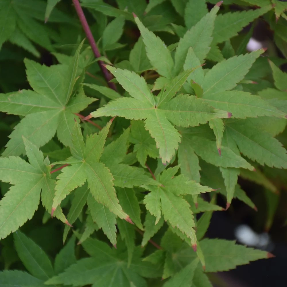 Ryusen Japanese Maple 2 Ryusen Japanese Maple - Image 2