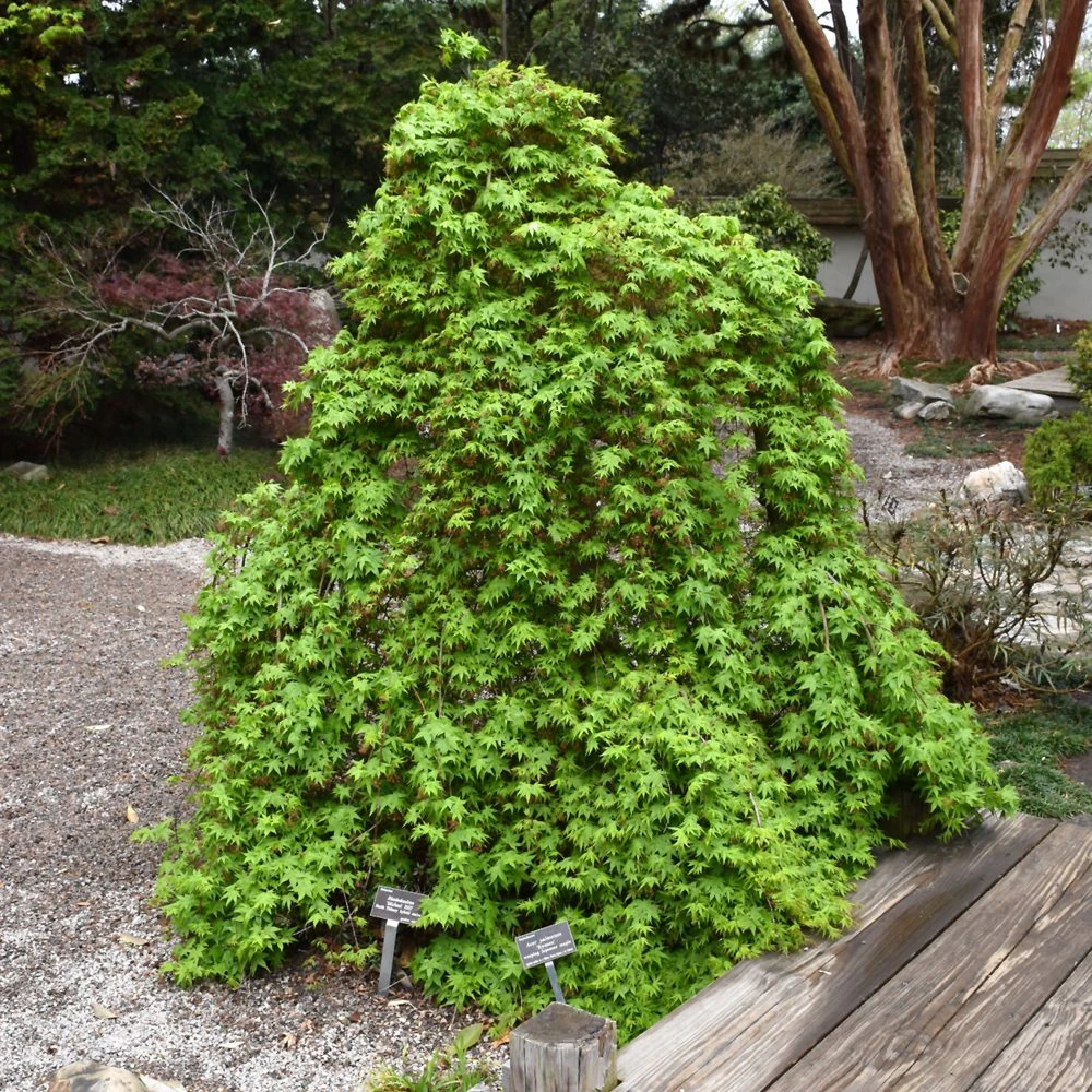 Ryusen Japanese Maple 1 Ryusen Japanese Maple