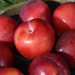 Santa Rosa Plum Tree