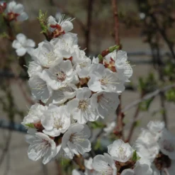 Sungold Apricot Tree