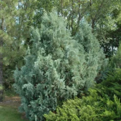 Wichita Blue Juniper