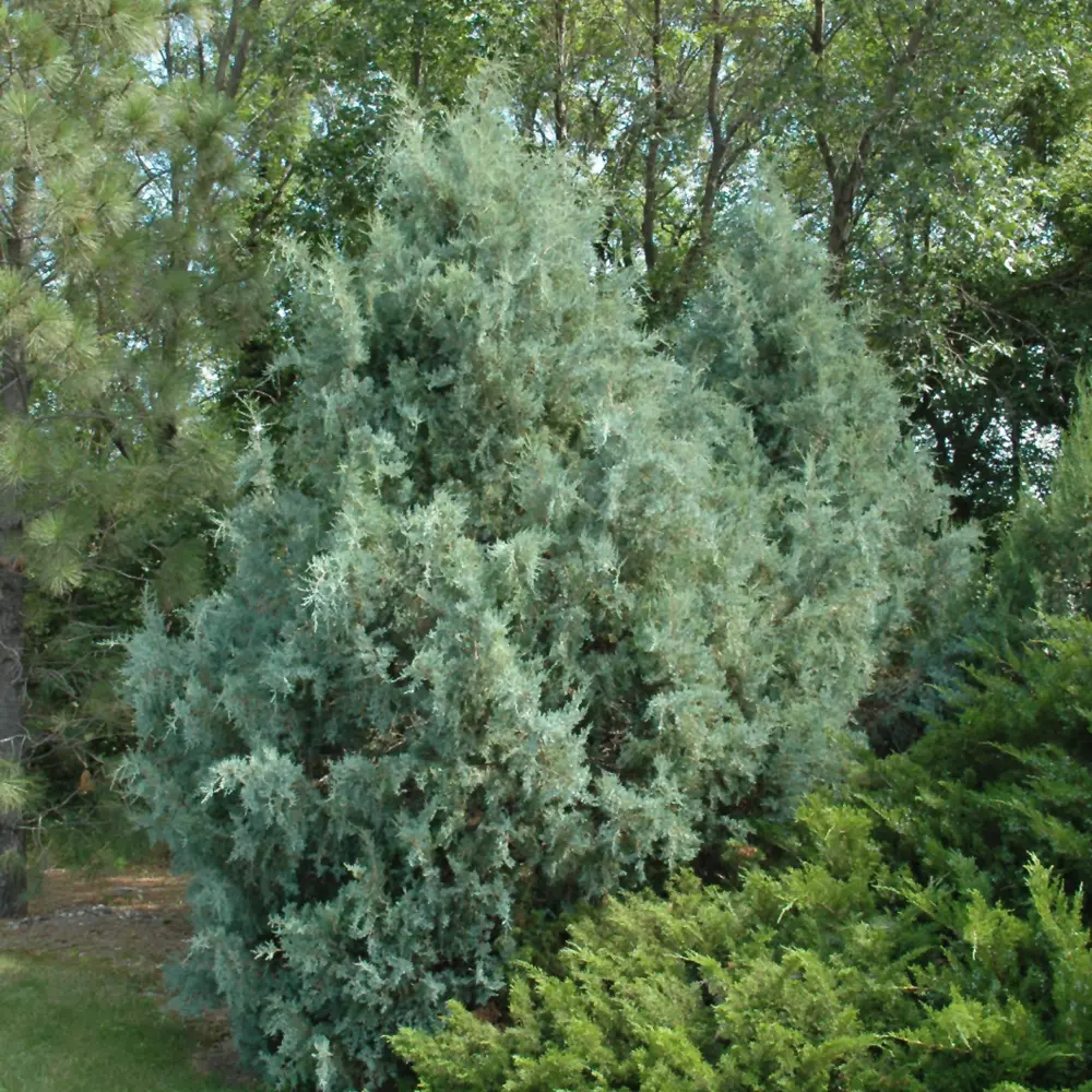 Wichita Blue Juniper 1 Wichita Blue Juniper