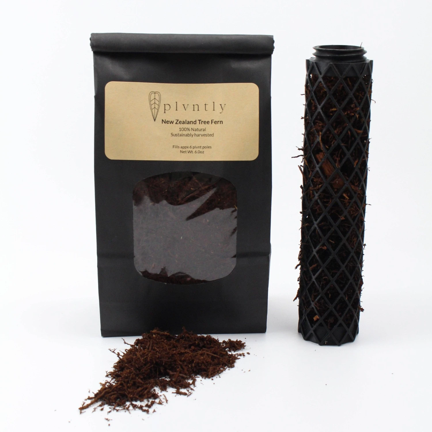 New Zealand Tree Fern 1 New Zealand Tree Fern