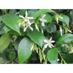 Trachelospermum Jasminoides, "Confederate Jasmine"