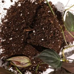 Organic Houseplant Potting Soil 6 Organic Houseplant Potting Soil -Fresh Plant World d736a36951a87b46fbf8825191844fa5c171fb831cbde215a63c7838ed1f5e4a