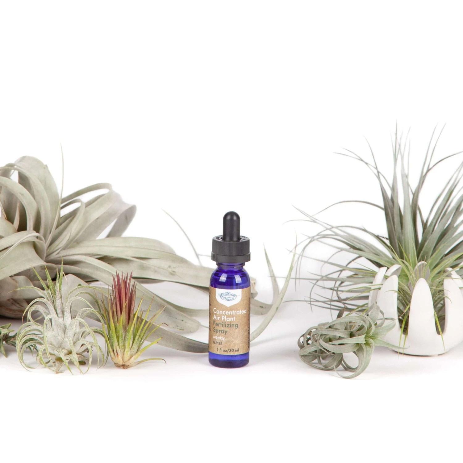 Air Plant Weekly Fertilizing Spray 14 Air Plant Weekly Fertilizing Spray - Image 14