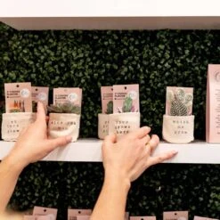 2" Canvas Plant Pot Cover -Fresh Plant World e83e40dd11c6db9ce9d303d9ded4f6b7627db11a9e583578b3d40df775368298 00f58432 65b7 44a5 b90b 6f87c9fd7617