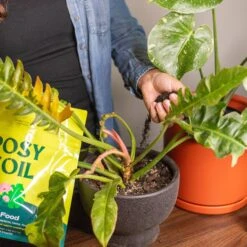 Plant Food, 2qt -Fresh Plant World e9208fbf1426d4af921522908eedda20ae39c32e84ba117976a99d56809165c8