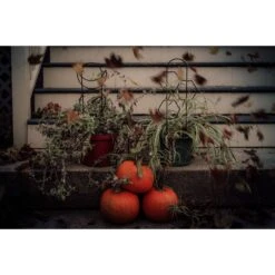 Metal Crescent Moon Trellis -Fresh Plant World fad5c86f458ac90b96034e798ffe49bf4b2e69319e3dc47780753ac7591ce719